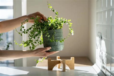 屋角煞植物|陽台擋煞植物指南：3種常見植物，輕鬆化解外煞 